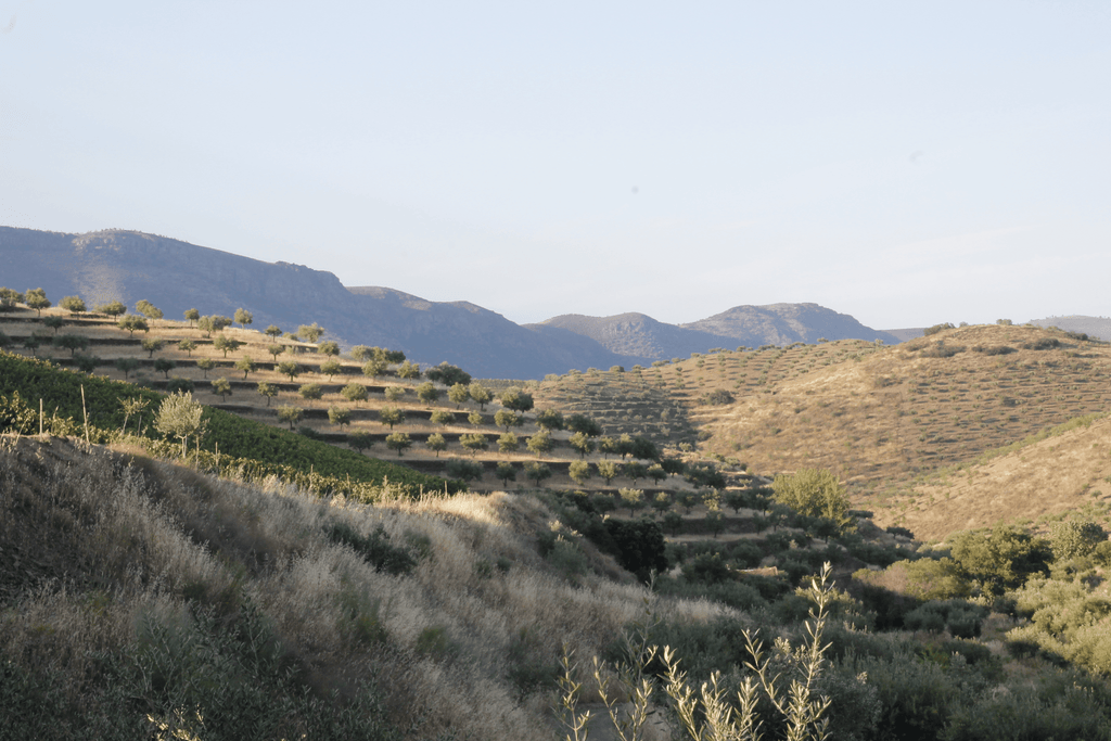 Quinta Vale de Pios - Le vin dans les voiles