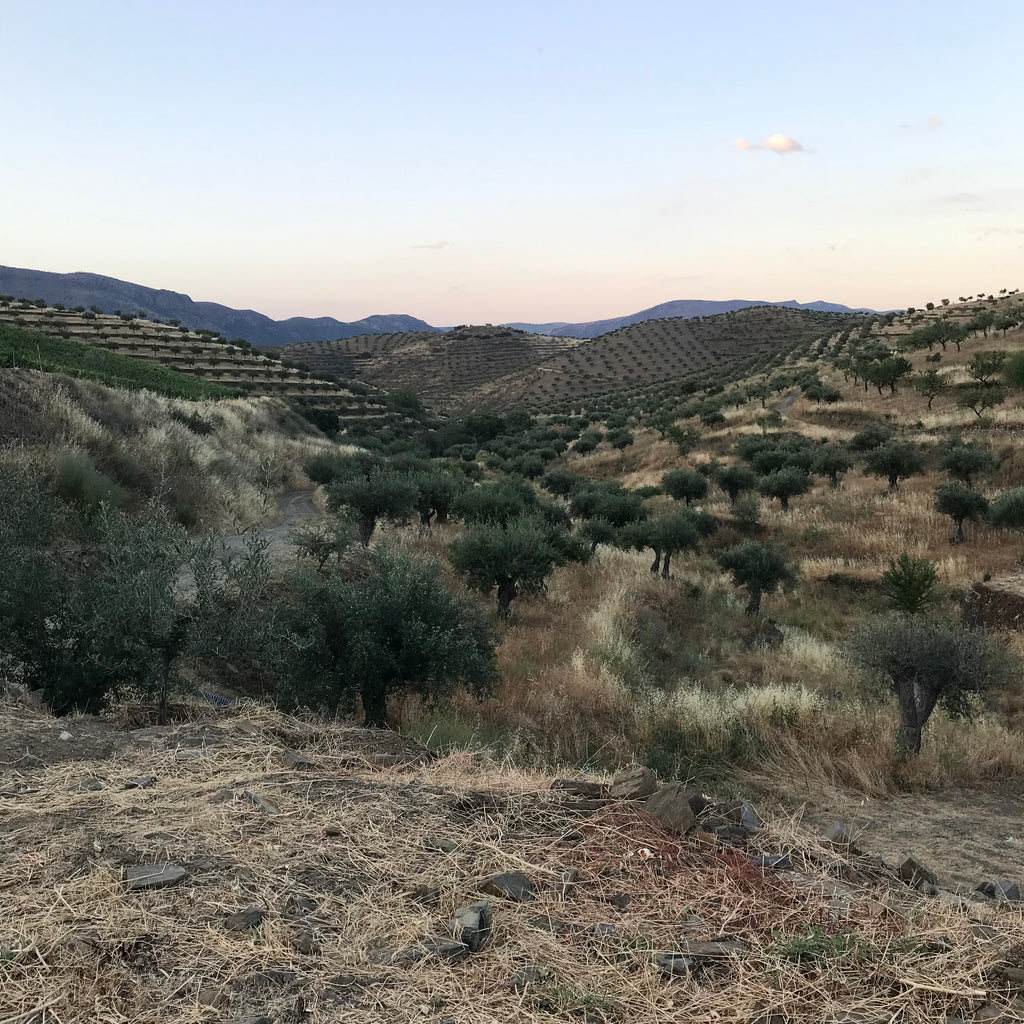 Vins portugais en stock - Le vin dans les voiles