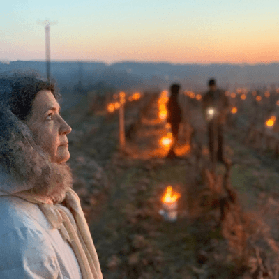 Le gel et les vignes