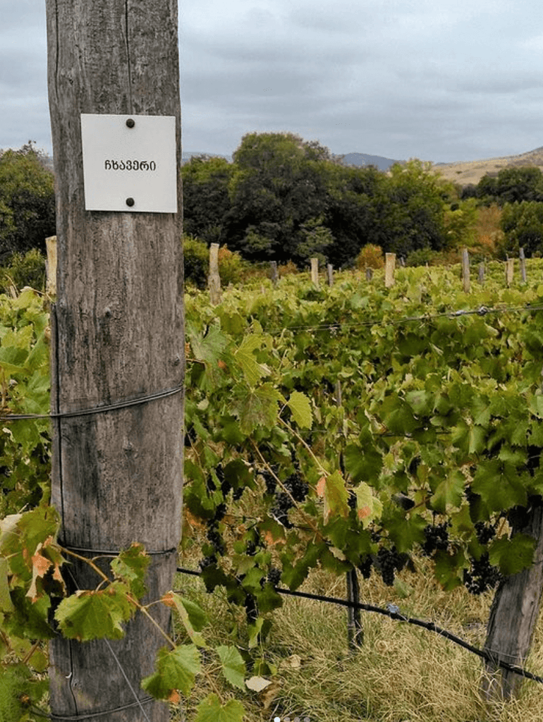 Vins de la Géorgie en stock - Le vin dans les voiles