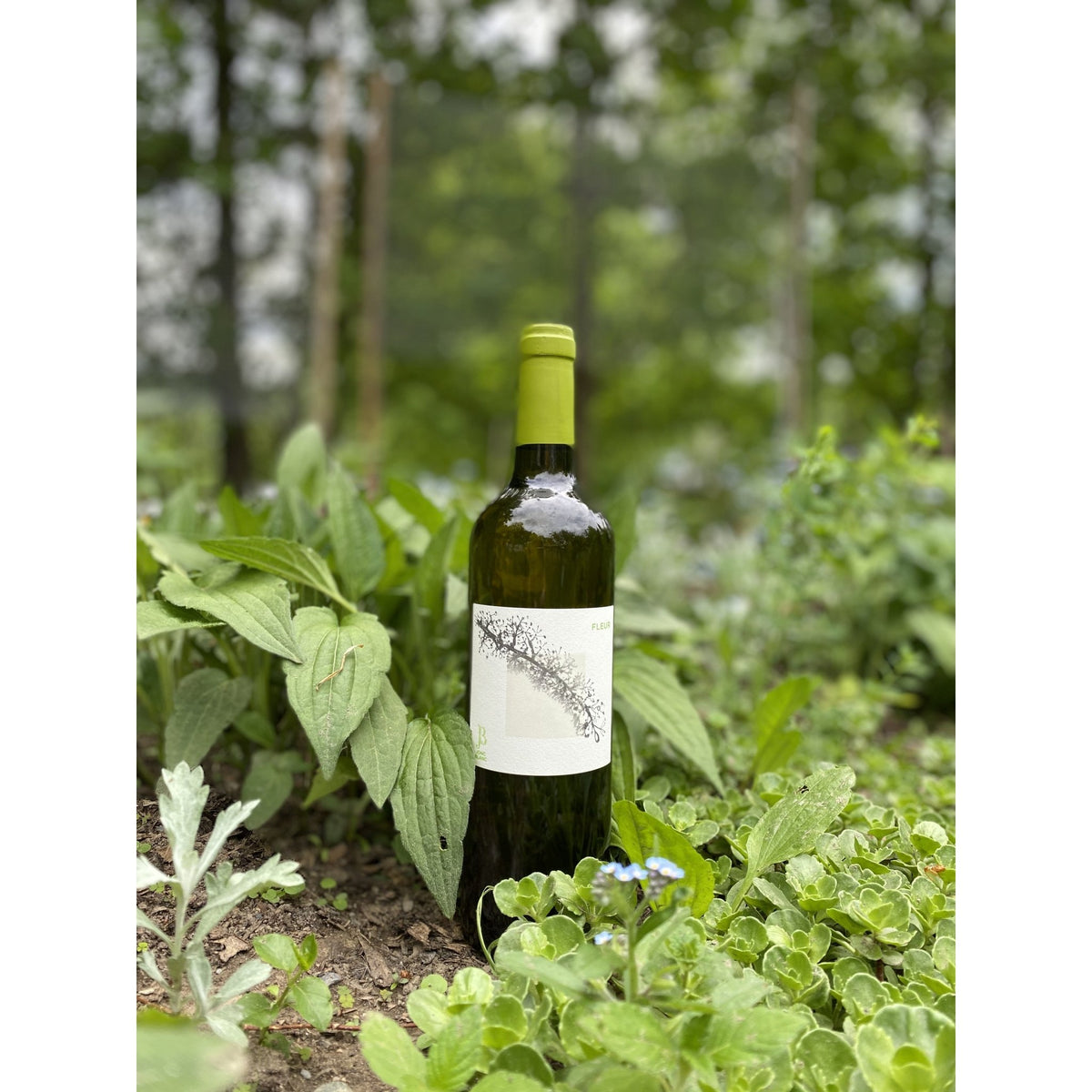 Fleur 2020 - Blanc - Domaine Jonc - Blanc - Le vin dans les voiles